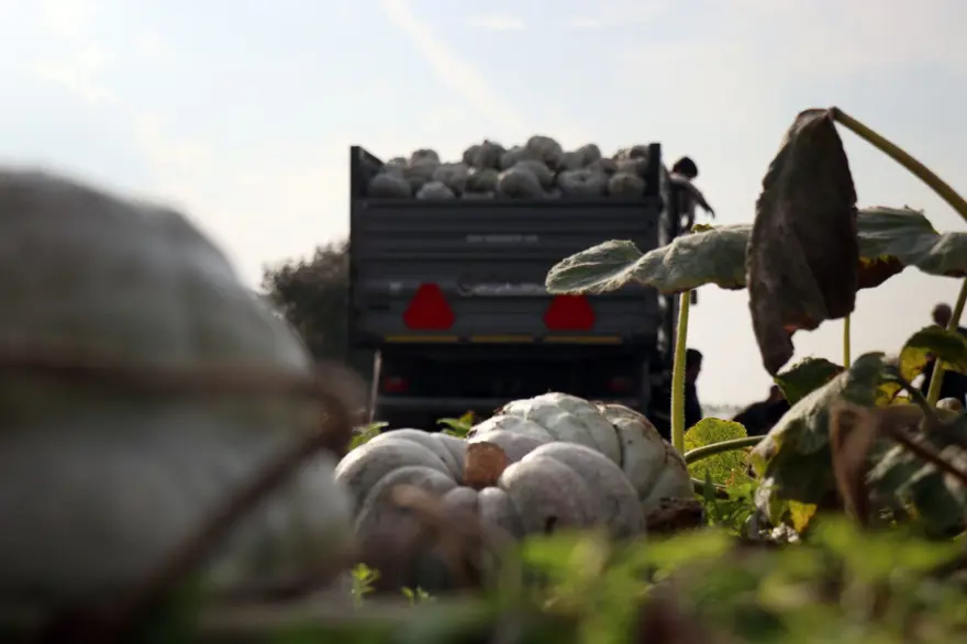 "Beyaz Elmas" parlamaya başladı: Tek tek kesilerek toplanıyor 3