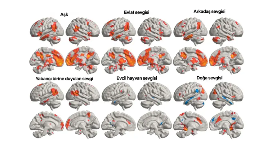 Sevginin beyne etkisi: Her duygunun farklı bölgeyi harekete geçirdiği ortaya çıktı 3