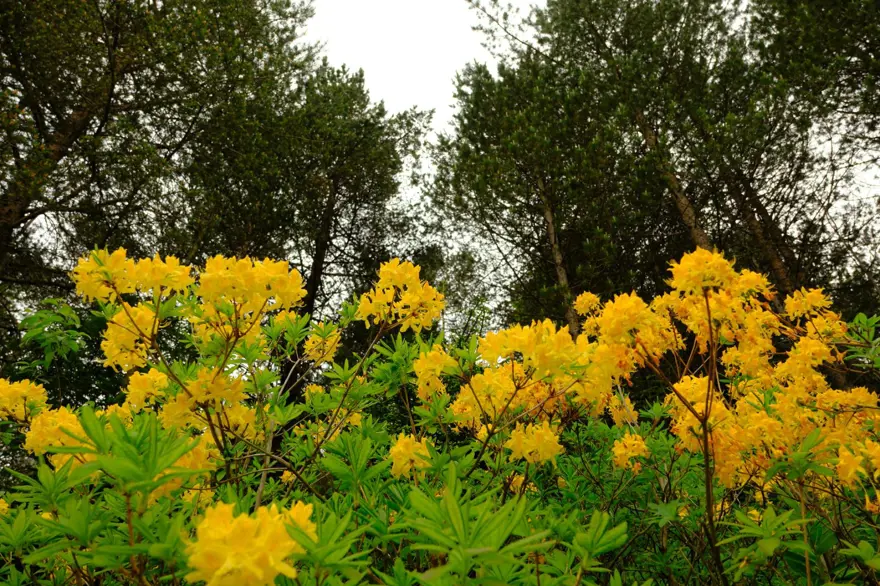 ''Sarı komar'' adıyla da biliniyor: Zigana Dağı'nı altın gibi süsledi 4 ''Sarı komar'' adıyla da biliniyor: Zigana Dağı'nı altın gibi süsledi 4