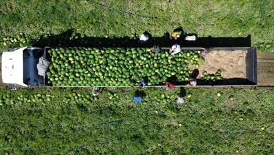 Bafra Ovası'nda 94 bin 500 ton karpuz rekoltesi bekleniyor