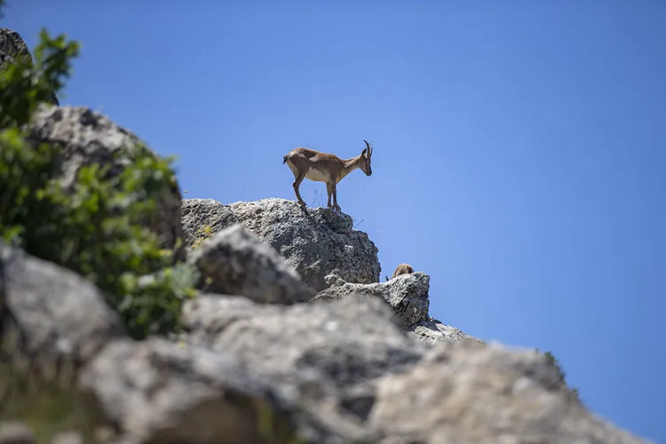 Tunceli'nin kutsal keçilerine sınırsız ve süresiz koruma