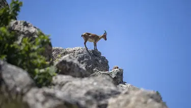 Tunceli'nin kutsal keçilerine sınırsız ve süresiz koruma