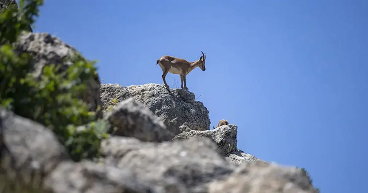 Tunceli'nin kutsal keçilerine sınırsız ve süresiz koruma