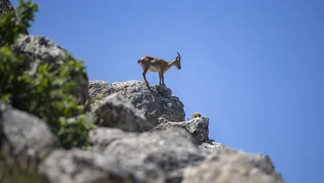 Tunceli'nin kutsal keçilerine sınırsız ve süresiz koruma
