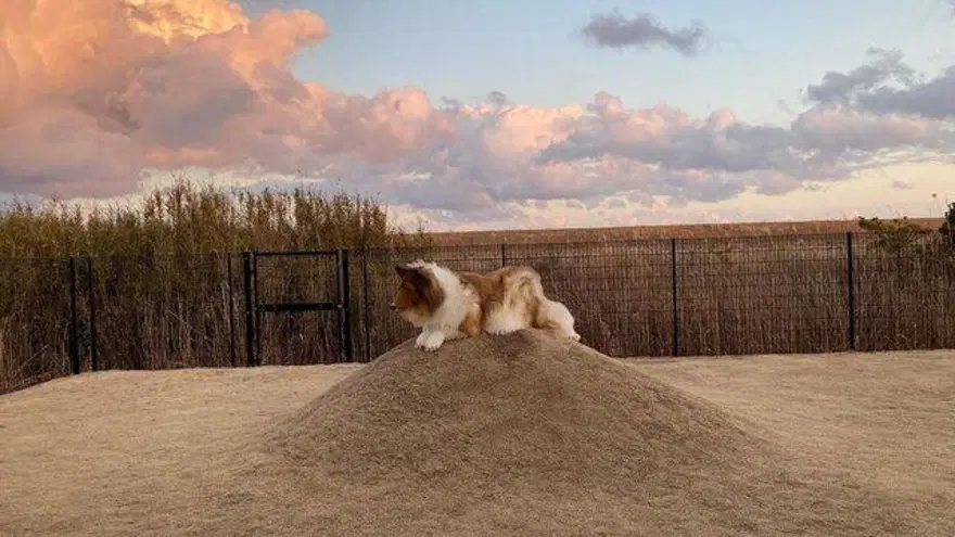 Hayalini gerçekleştirdi! Köpeğe benzemek için 380 bin lira harcadı 5 Hayalini gerçekleştirdi! Köpeğe benzemek için 380 bin lira harcadı 5