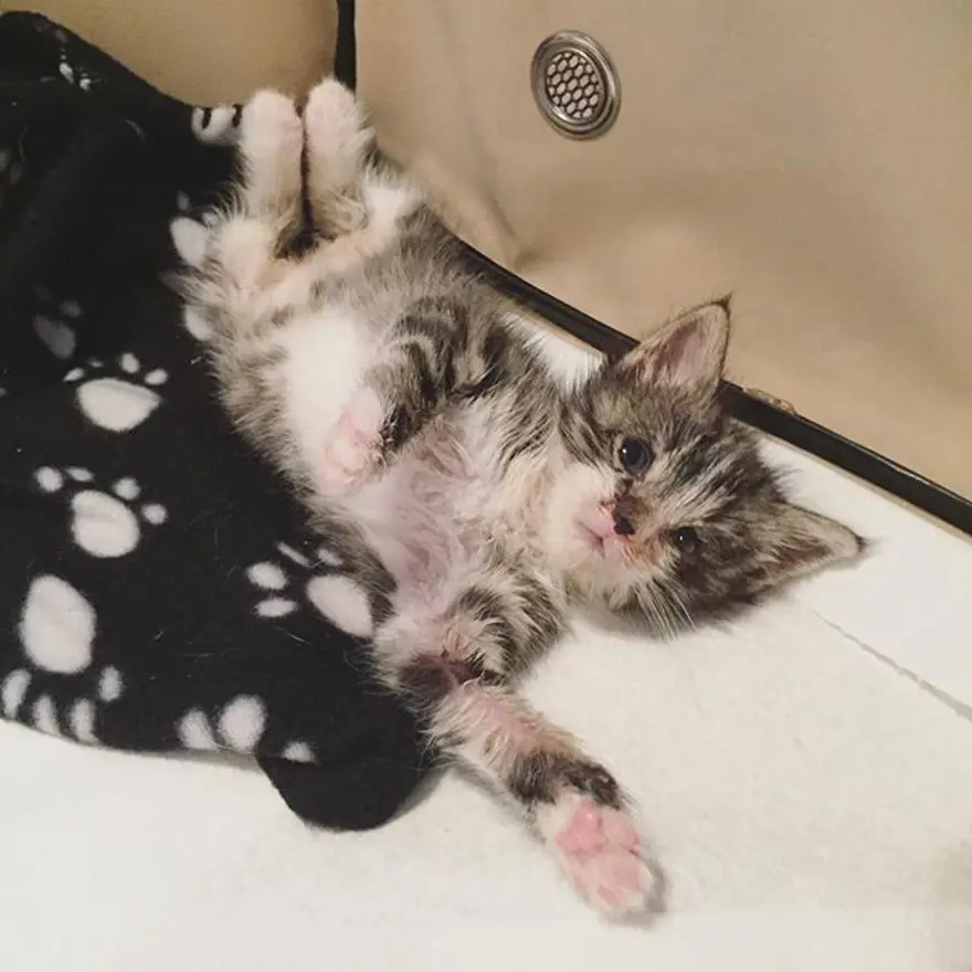 Hayatını kedileri kurtarmaya adadı 304