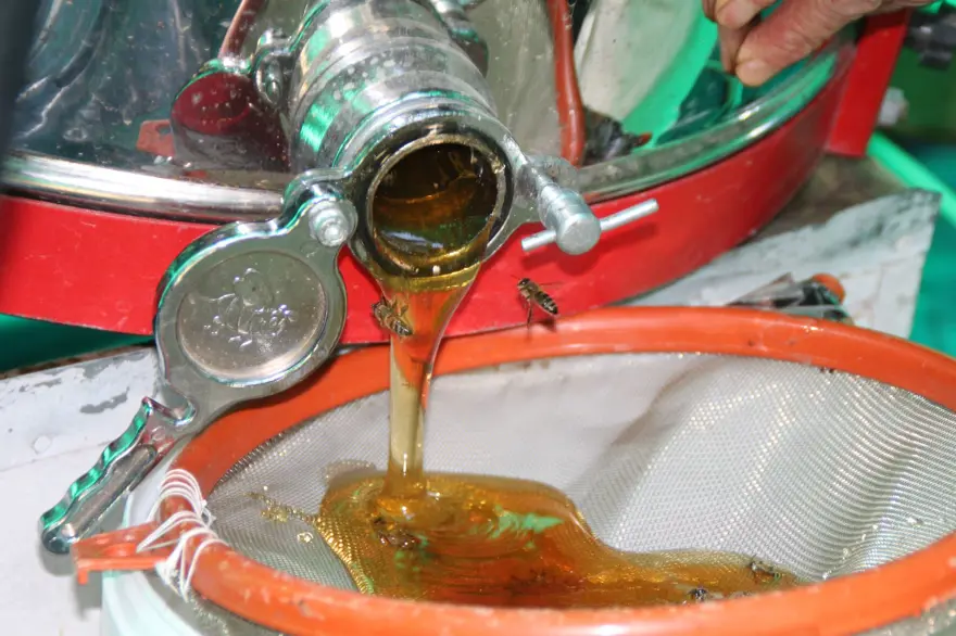 Anzer balında küçükbaş tehdidi 8