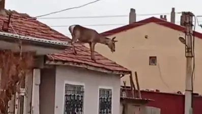 Kızıl geyiğin feci sonu