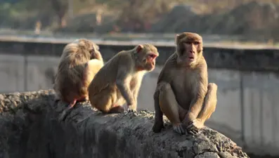 Tanzanya'da maymunların kaçırdığı bebek hayatını kaybetti