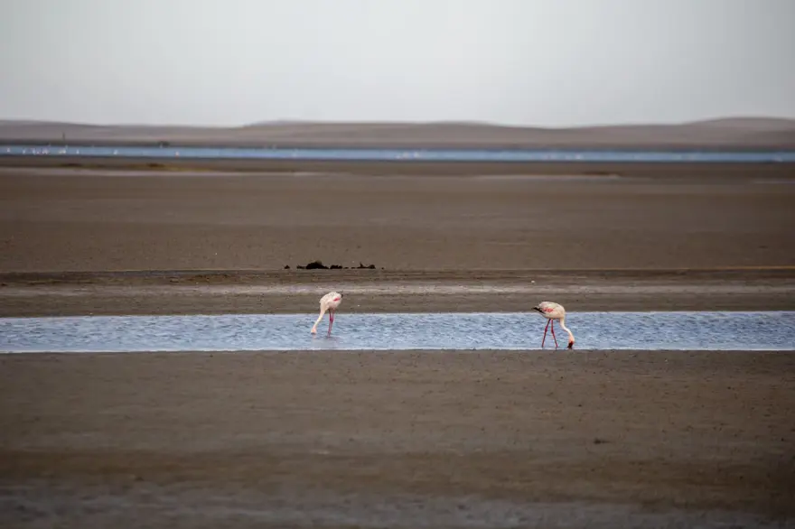 Afrika sahillerinde bir flamingo cenneti: Walvis Bay Lagünü 4