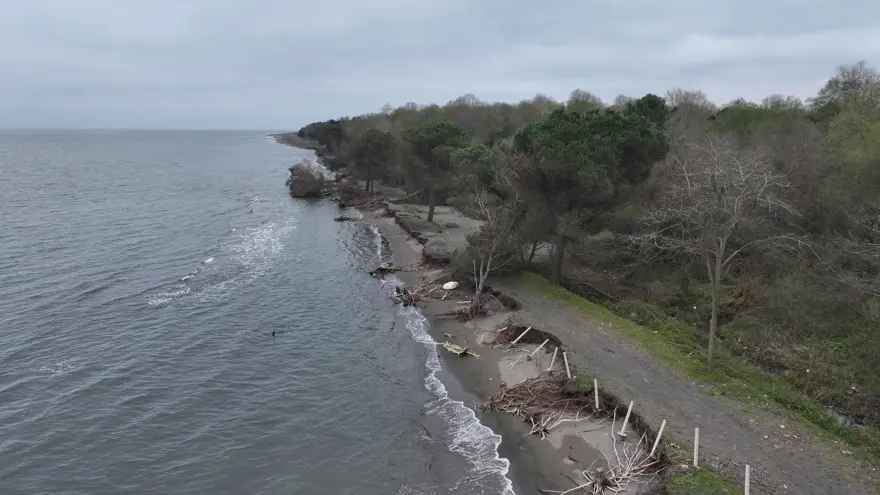 Terme Ovası'nda kıyı erozyonu ağaçları devirdi 