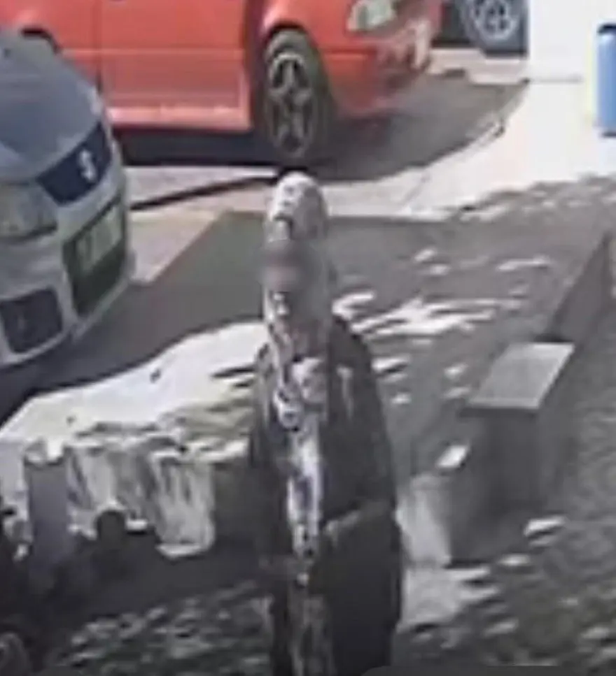 Antalya’da kayıp kara kedi bilmecesi 1