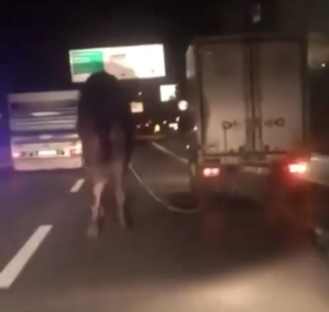 Kamyonetin arkasına bağladıkları deveyi kilometrelerce sürüklediler