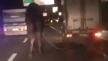 Kamyonetin arkasına bağladıkları deveyi kilometrelerce sürüklediler
