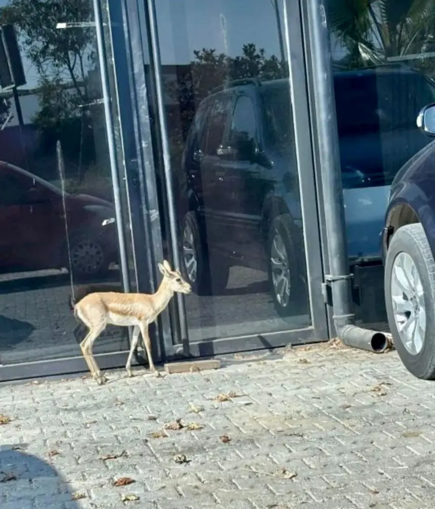 Aslandan sonra şimdi de ceylan alarmı! Antalya'da firari yavru ceylan aranıyor 