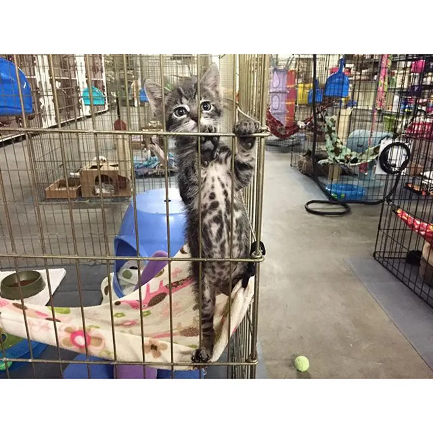 Hayatını kedileri kurtarmaya adadı 331