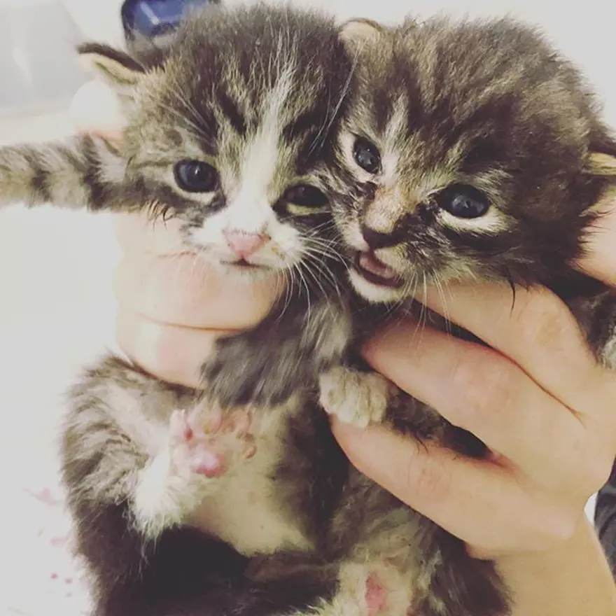 Hayatını kedileri kurtarmaya adadı 313