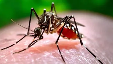 Brezilya'da sarı humma salgını