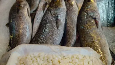 Kilosu 650 lira, başındaki taş 10 bin lira: Şifalı olduğuna inanılıyor