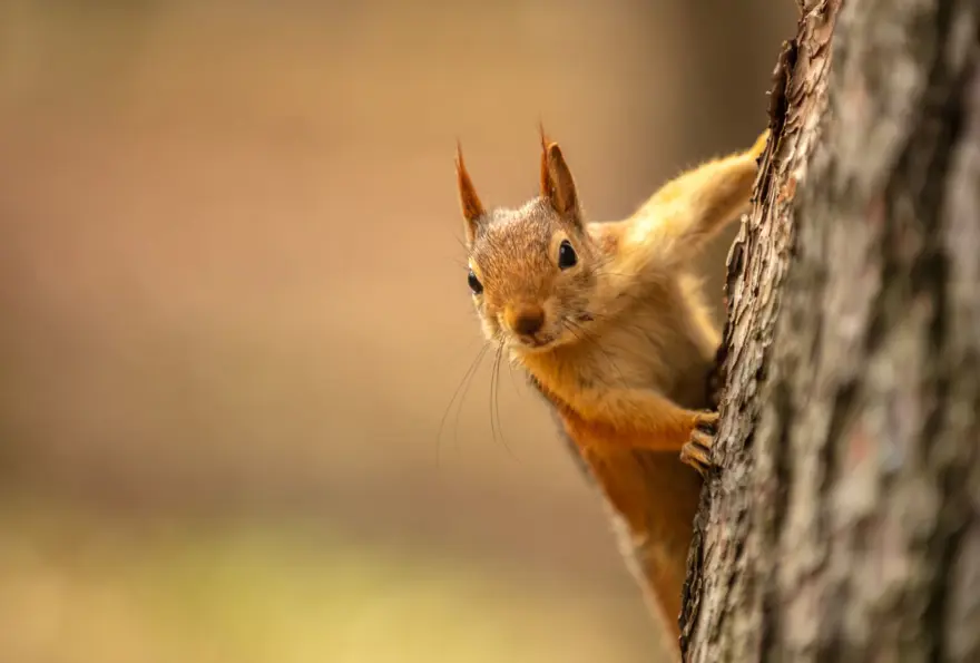 Bilim dünyası şokta: Etobur davranış sergilemeye başladılar! 4