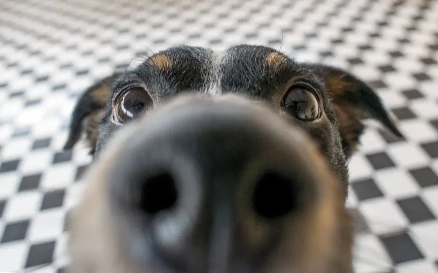 Köpekleri benzersiz burun izlerinden tanıyabilen mobil uygulama geliştirildi Köpekleri benzersiz burun izlerinden tanıyabilen mobil uygulama geliştirildi