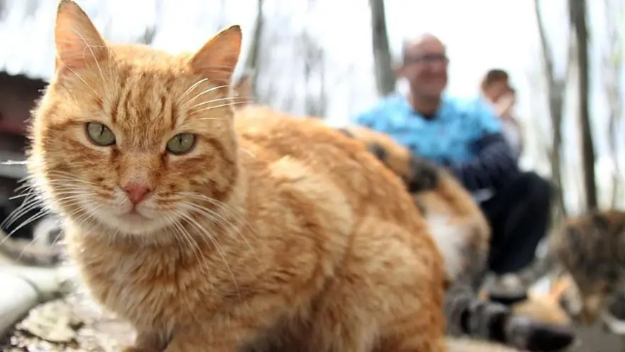 İSLAMİYET'İN ROLÜ BÜYÜK 1