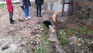 Kastamonu'da tüfekle vurulan 2 köpek tedavi altına alındı