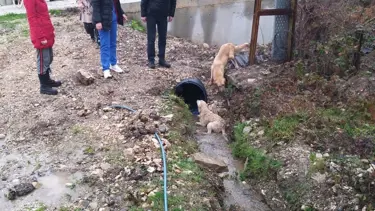 Kastamonu'da tüfekle vurulan 2 köpek tedavi altına alındı