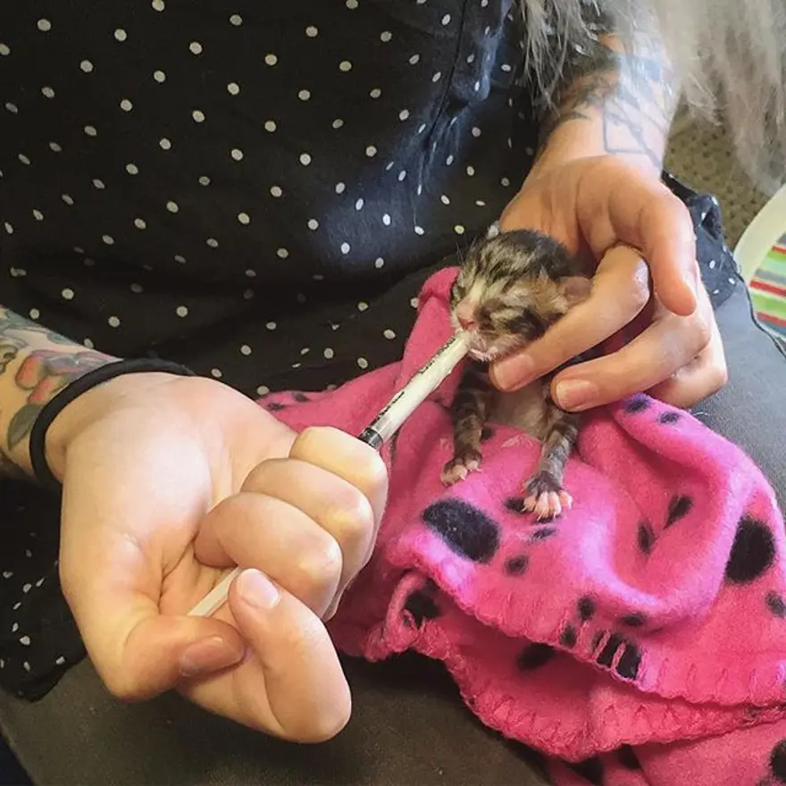 Hayatını kedileri kurtarmaya adadı 272