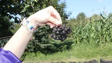 Aronya hasadı başladı: Tarlada kilosu 100 TL