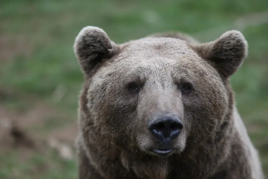 Türkiye'nin tek ayı barınağı Ovakorusu'nun maskotu oldular 39