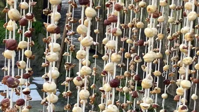 Arhavi'de kadınlar imece usulü köme pestil yapımına başladı