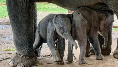 Annesinin ormanda terk ettiği bebek fil kurtarıldı