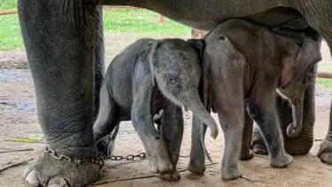 Annesinin ormanda terk ettiği bebek fil kurtarıldı