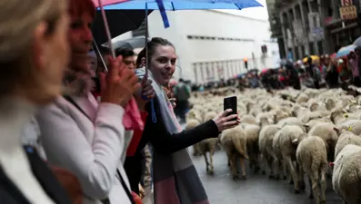Madrid'de koyunlar şehre indi