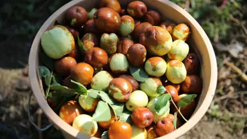 Çinlilerin "ölümsüzlük meyvesi" Edirne'de yetişiyor: C, B1, B2 ve B6 ne varsa onda!