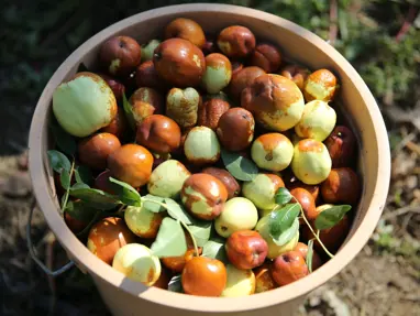 Çinlilerin "ölümsüzlük meyvesi" Edirne'de yetişiyor: C, B1, B2 ve B6 ne varsa onda!