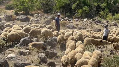 Koyun sürüsüne kurt ve ayı saldırdı: 20 kuzu telef oldu, 30 kuzu kayıp