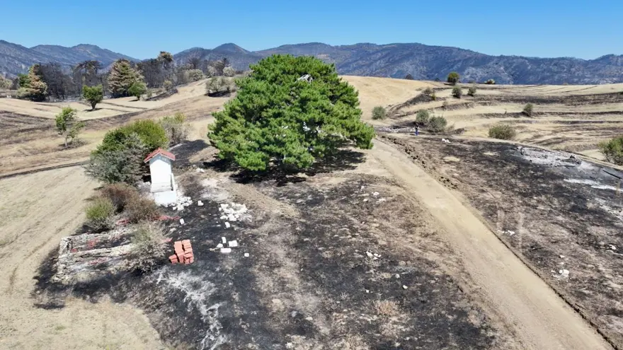 “ÇAM AĞACININ TESCİLLENMESİNİ İSTİYORUZ” 5