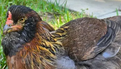 Dünyanın en yaşlı tavuğu, hayata tutunmayı başarıyor