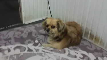 Kendilerine havlayan 2 köpeği ve sahibini bıçakladılar