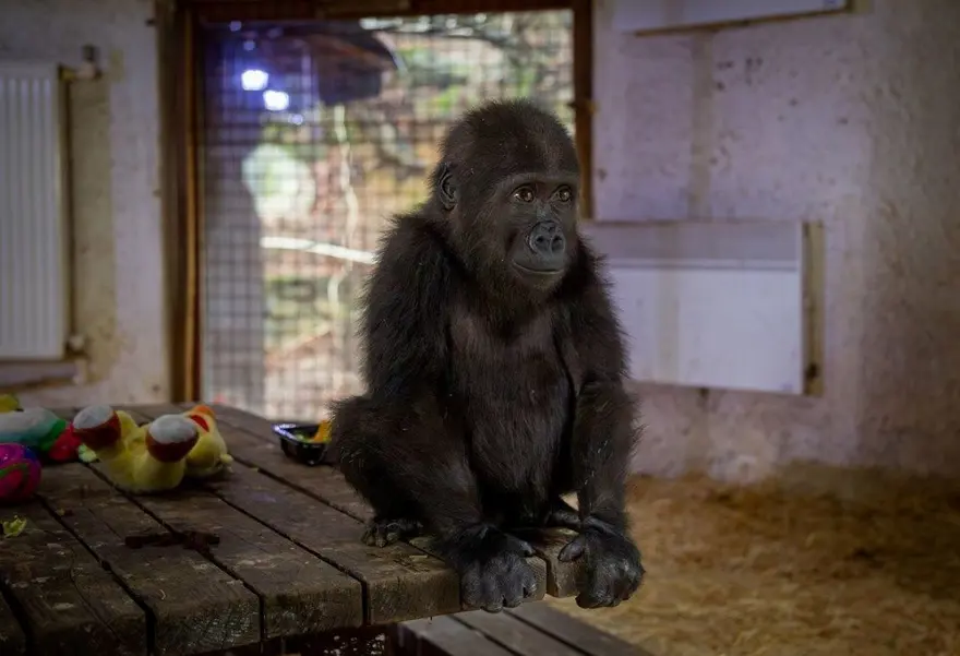 Yavru gorilin adı neolacak? Bakanlık anket başlattı: Dört seçenek var 1