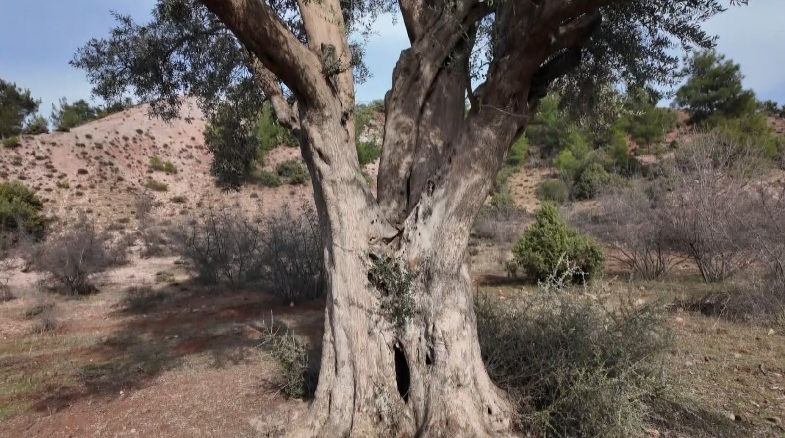 800 yıldır ayakta olan zeytin ağacı özenle korunuyor