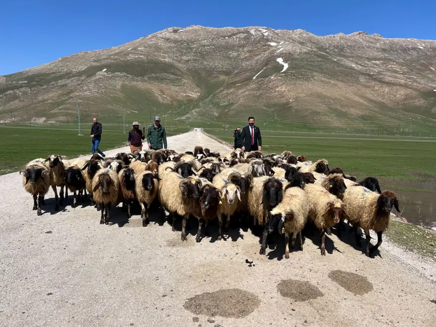 Hakkari'ye İran'dan ithal çoban Hakkari'ye İran'dan ithal çoban