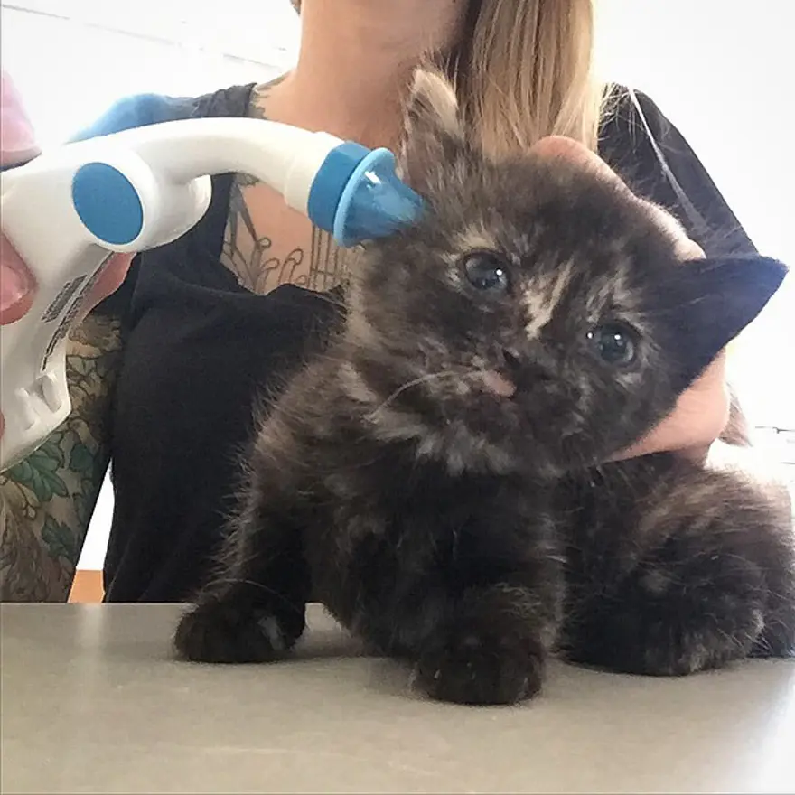 Hayatını kedileri kurtarmaya adadı 237