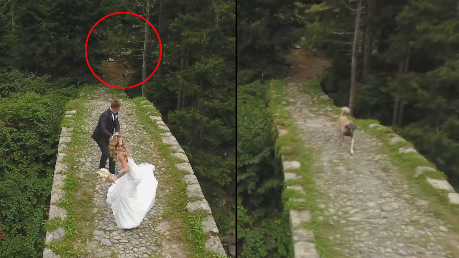 Fotoğraf çekiminde gelin ve damadı köpek kovaladı