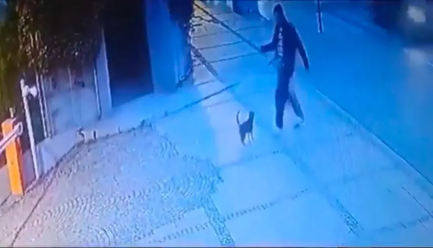 Beşiktaş’ta kediyi tekmeleyensaldırganın cezası belli oldu 1