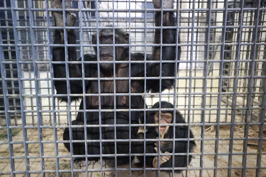 Şempanze Can yeni doğan kardeşi sayesinde annesiyle buluştu 7