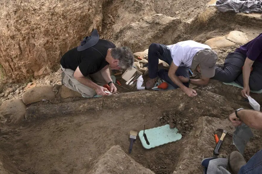 İsrail'de 500 bin yıllık devasa fildişi bulundu: 2,6 metre uzunluğunda ve150 kilo ağırlığında 3 İsrail'de 500 bin yıllık devasa fildişi bulundu: 2,6 metre uzunluğunda ve150 kilo ağırlığında 3