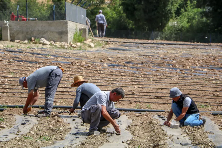 Yok olma tehlikesi yaşayan "Çandır fasulyesi"nin üretimi 15 kat arttı 1